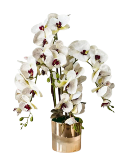 Orchid Goldish 4 Branches